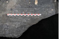 Foto (Detailansicht) von Sigillaria elongata Brongniart (NHMW-GEO-2024-0188-11056)